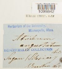 Atrichum angustatum image