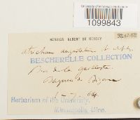 Atrichum angustatum image