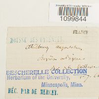 Atrichum angustatum image