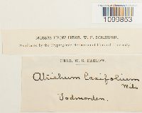 Media resource of Atrichum laxifolium