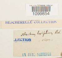 Atrichum laxifolium image