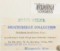 Atrichum laxifolium image