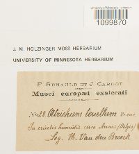 Atrichum tenellum image