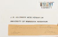 Atrichum tenellum image