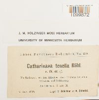 Atrichum tenellum image