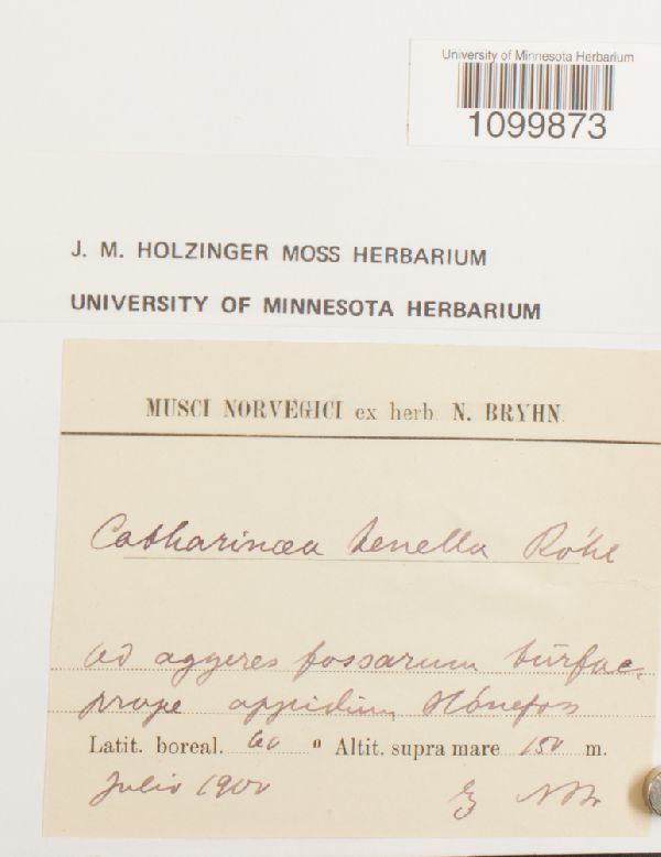 Atrichum tenellum image