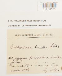 Atrichum tenellum image