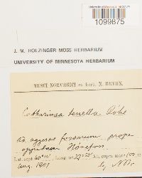 Atrichum tenellum image