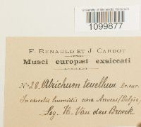 Atrichum tenellum image