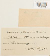 Atrichum tenellum image