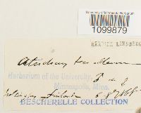 Atrichum tenellum image