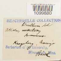 Atrichum tenellum image