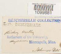 Atrichum tenellum image