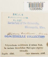 Atrichum tenellum image