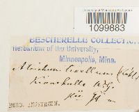 Atrichum tenellum image