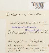 Atrichum tenellum image