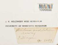 Atrichum undulatum image