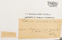 Atrichum undulatum image