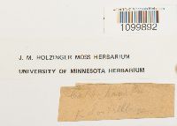 Atrichum undulatum image