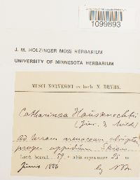 Atrichum undulatum image