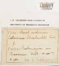 Atrichum undulatum image