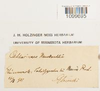 Atrichum undulatum image