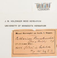 Atrichum undulatum image