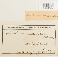 Atrichum undulatum image