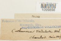 Atrichum undulatum image