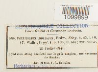 Atrichum undulatum image