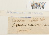 Atrichum undulatum image