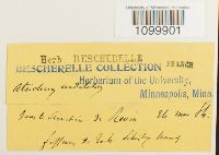 Atrichum undulatum image