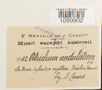 Atrichum undulatum image