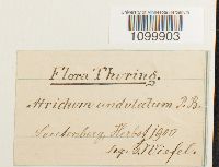 Atrichum undulatum image