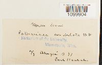 Atrichum undulatum image