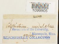 Atrichum undulatum image