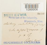 Atrichum undulatum image