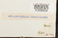 Atrichum undulatum image