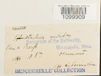 Atrichum undulatum image