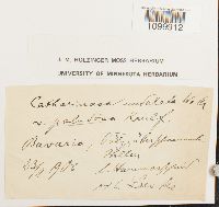 Atrichum undulatum image