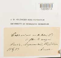 Atrichum undulatum image