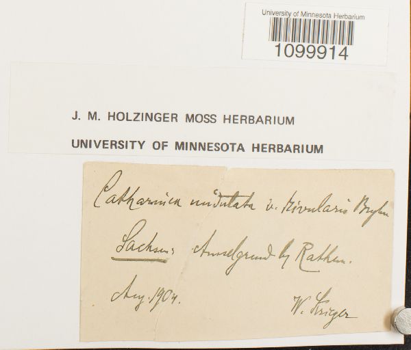 Atrichum undulatum var. rivulare image