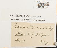 Media resource of Atrichum undulatum