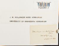 Atrichum undulatum image