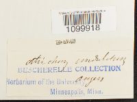 Atrichum undulatum image