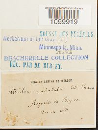 Atrichum undulatum image