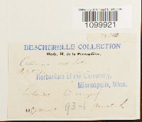 Atrichum undulatum image