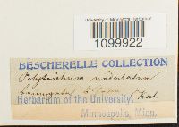 Atrichum undulatum image