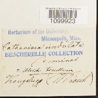 Atrichum tenellum image