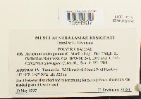 Atrichum androgynum image